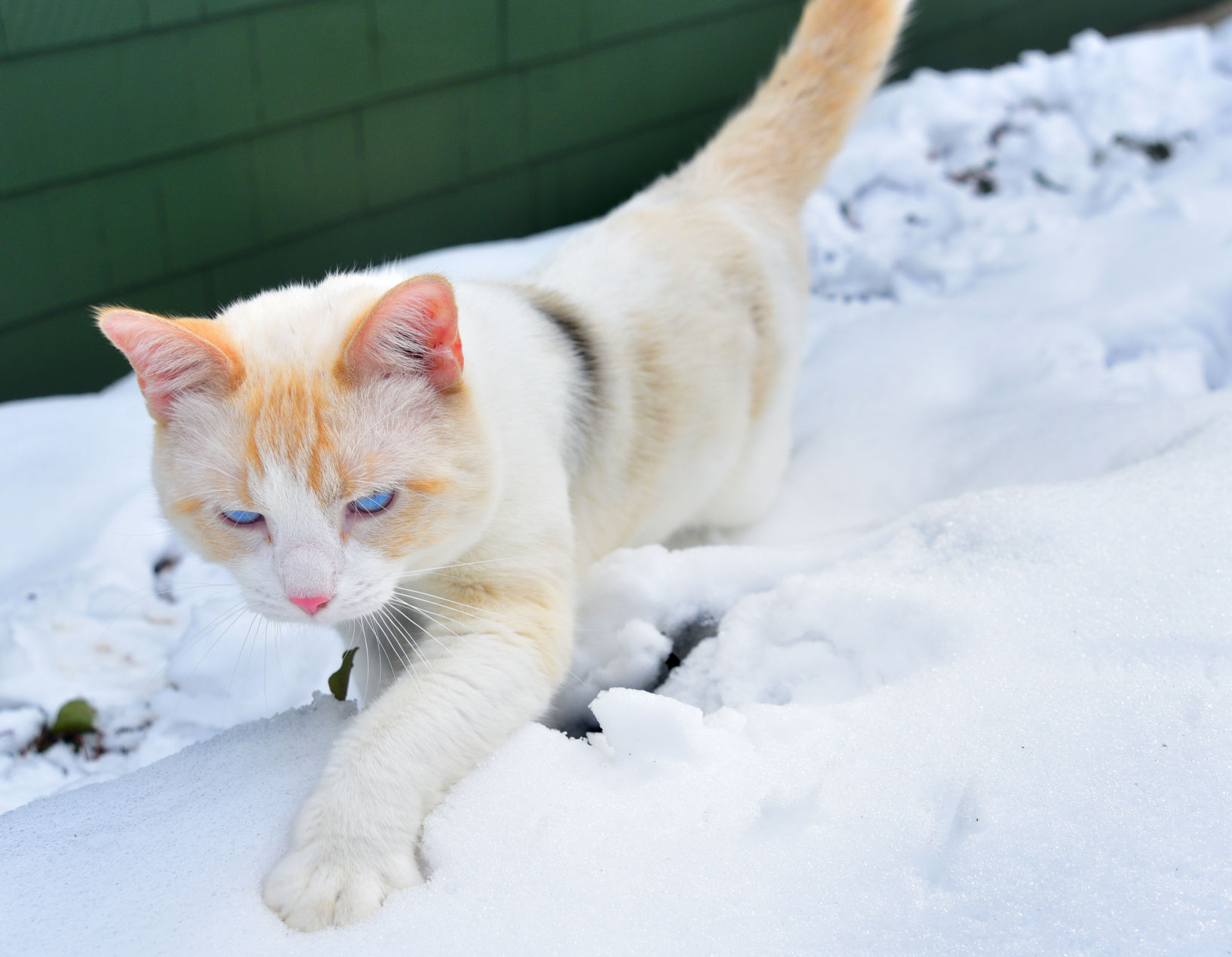 Snow cat